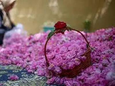 پیش بینی افزایش 12 درصدی تولید گل محمدی در شهرستان خمین