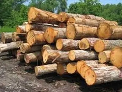 کشف 8 تن چوب جنگلی قاچاق در آمل 