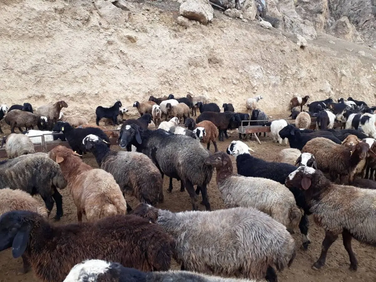 کشف 139 راس گوسفند قاچاق در پلدختر