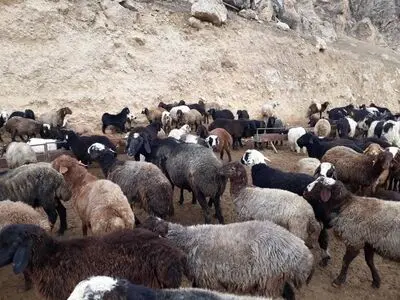 شرایط سخت عشایر کهگیلویه و بویراحمد برای تهیه نهاده‌های دامی به قیمت گزاف/به عشایر تسهیلات 4 درصدی و دراز مدت بدهند 