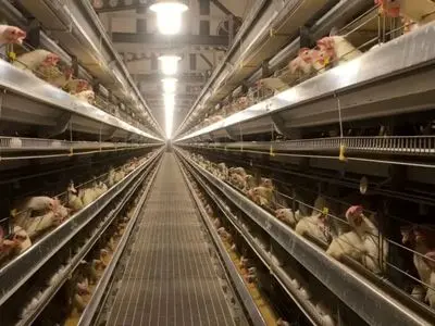 آغاز مرحله جدید تولید قراردادی گوشت مرغ در آذربایجان شرقی