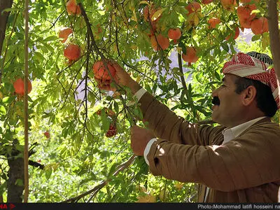 برداشت انار در هورامان استان کردستان