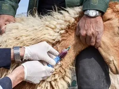 آغاز واکسیناسیون ۶۰۰ هزار راس دام سبک کرمانشاه علیه "تب مالت