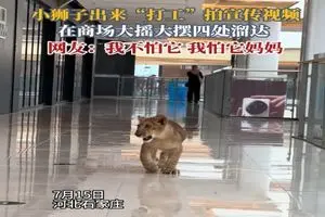 ویدئوی پرسه زدن توله شیر در یک مرکز خرید