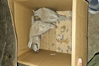 افشای شبکه واتساپی قاچاق کبک وحشی در لامرد