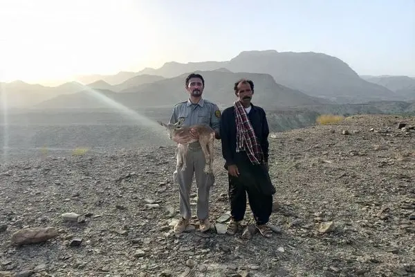 تحویل یک راس بره وحشی آسیب دیده به اداره محیط زیست راسک 