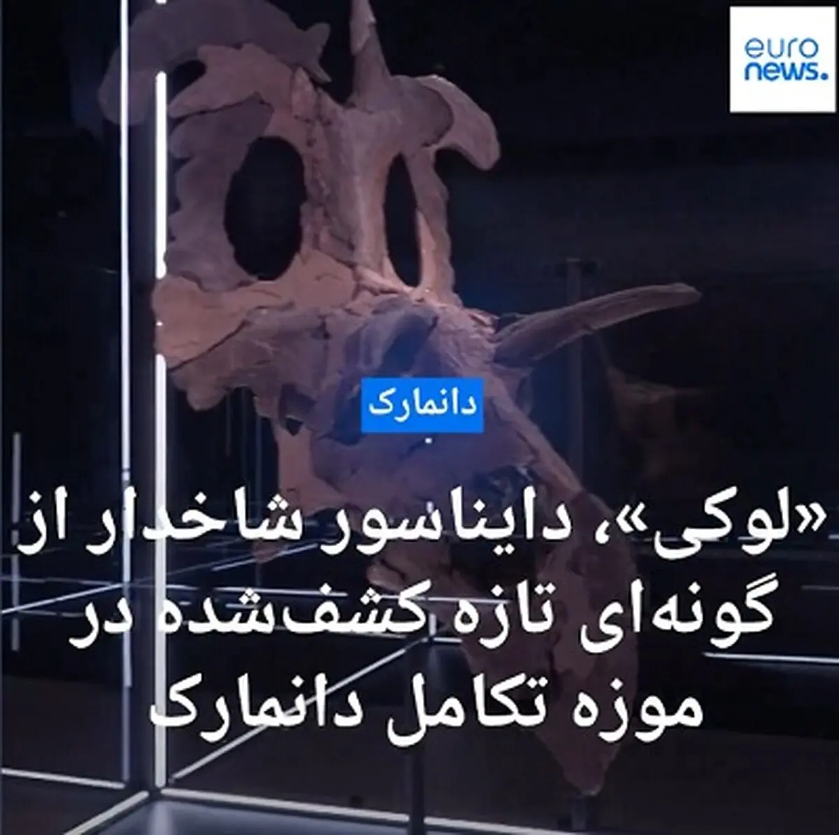 گونه شاخدار جدیدی از دایناسورها متعلق به ۷۸ میلیون سال پیش در موزه دانمارک به نمایش درآمد + فیلم