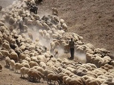 شناسایی و کشف 554 رأس دام قاچاق در نوار مرزی هنگ بانه