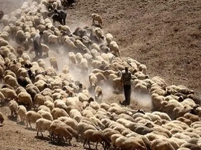 شناسایی و کشف 554 رأس دام قاچاق در نوار مرزی هنگ بانه