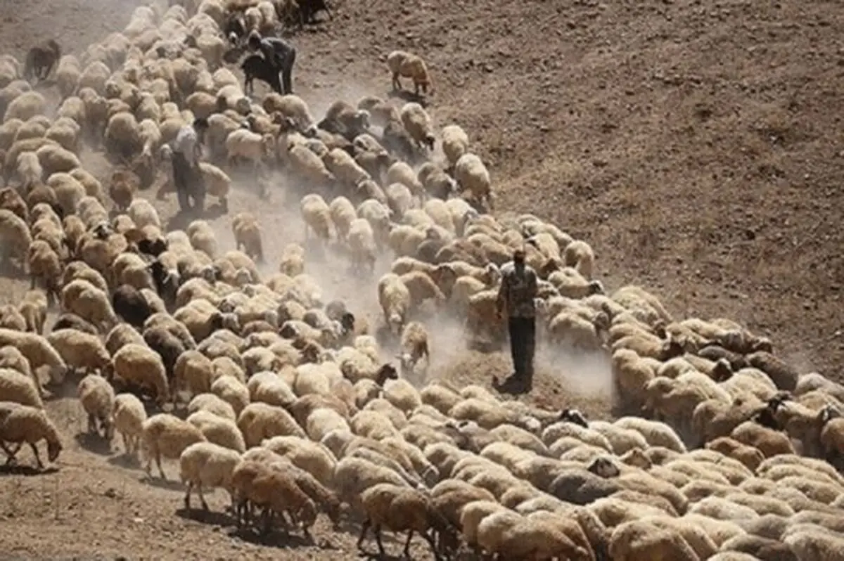 شناسایی و کشف 554 رأس دام قاچاق در نوار مرزی هنگ بانه