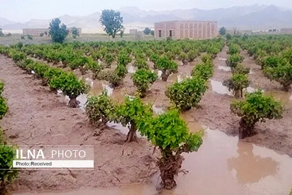 ضرورت کشت محصولات آب دوست در فصل پاییز / برآورد خسارت باران به حوزه کشاورزی استان