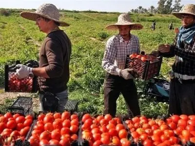 تعلل وزارت خارجه باعث صادر نشدن گوجه فرنگی فارس به کشورهای همسایه شد/  بحران مازاد تولید گوجه فرنگی در سال جاری