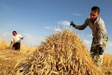 پیش بینی تولید 700 هزار تن گندم در همدان