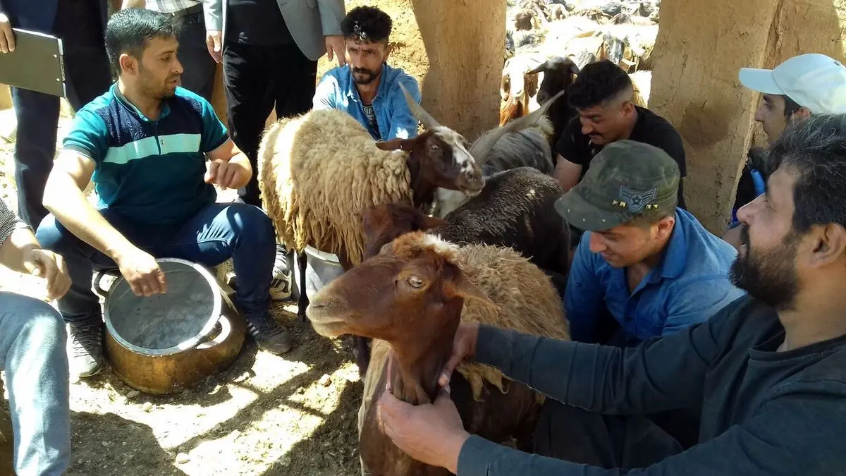 آیین سنتی شیردوشان «امامدر دیباج» بهمن ماه برگزار می شود