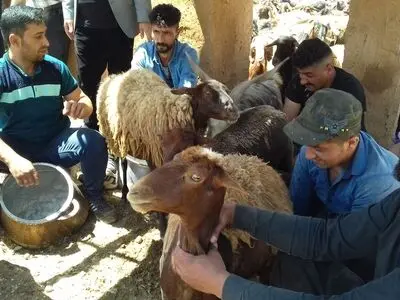آیین سنتی شیردوشان «امامدر دیباج» بهمن ماه برگزار می شود