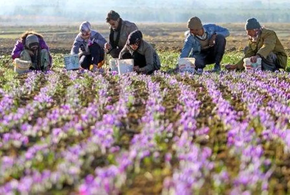 با عرضه زعفران در بورس، حقوق زعفران‌کاران تضییع نخواهد شد / امکان برنامه‌ریزی برای آینده به کمک آمارهای بورس کالا