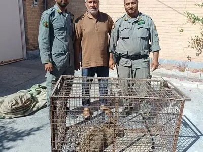 رهاسازی یک قلاده گربه جنگلی در پارک ملی کرخه