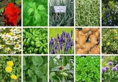 سطح زیر کشت گیاهان دارویی در چهارمحال و بختیاری به ۱۸۰۰ هکتار رسید