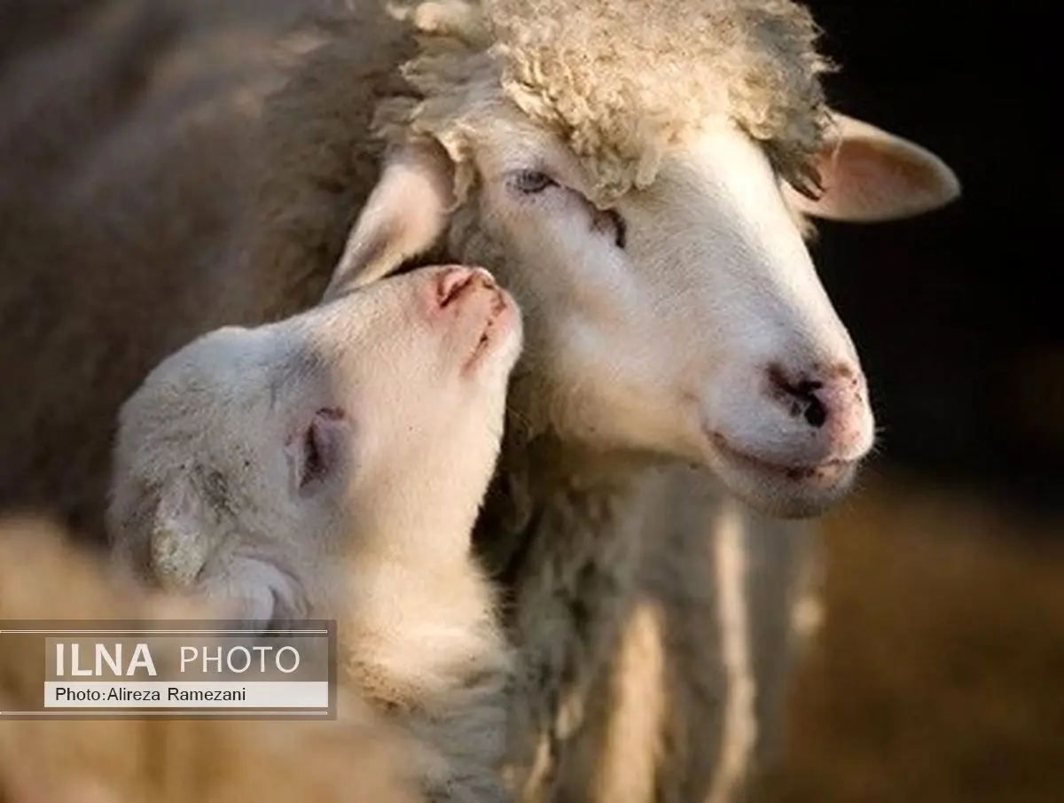 عاشقانه‌های زیبای حیوانات (+عکس) 