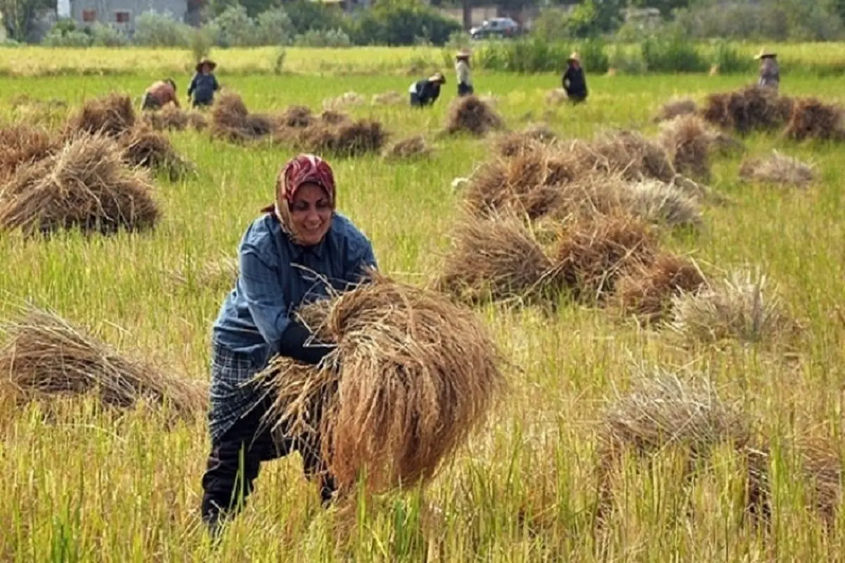 آغاز برداشت برنج از شالیزارهای الموت