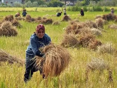 آغاز برداشت برنج از شالیزارهای الموت