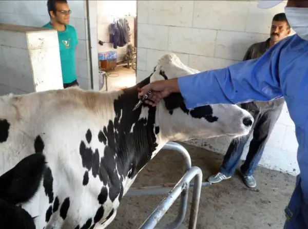 انجام بیش از ۲۲ هزار تست سل و بروسلوز گاوی در نیشابور انجام بیش از ۲۲ هزار تست سل و بروسلوز گاوی در نیشابور