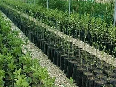 تدوین طرح تولید ۱۰ میلیون نهال جنگلی توسط زنان روستایی و عشایری 