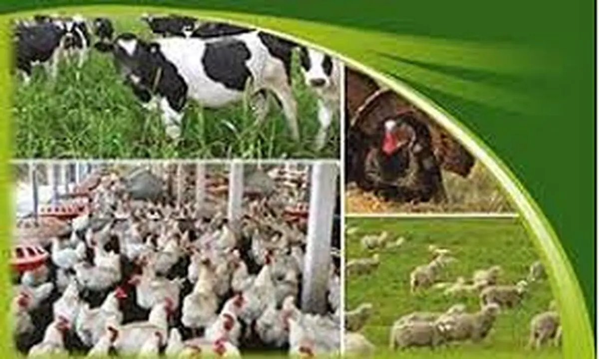 صادرات دام، طیور و آبزی مدیون نظارت دامپزشکی است/ بیش از ٣٥ میلیون کیلوگرم دام، طیور و آبزی غیر قابل مصرف طبق نظارت دامپزشکی معدوم شد