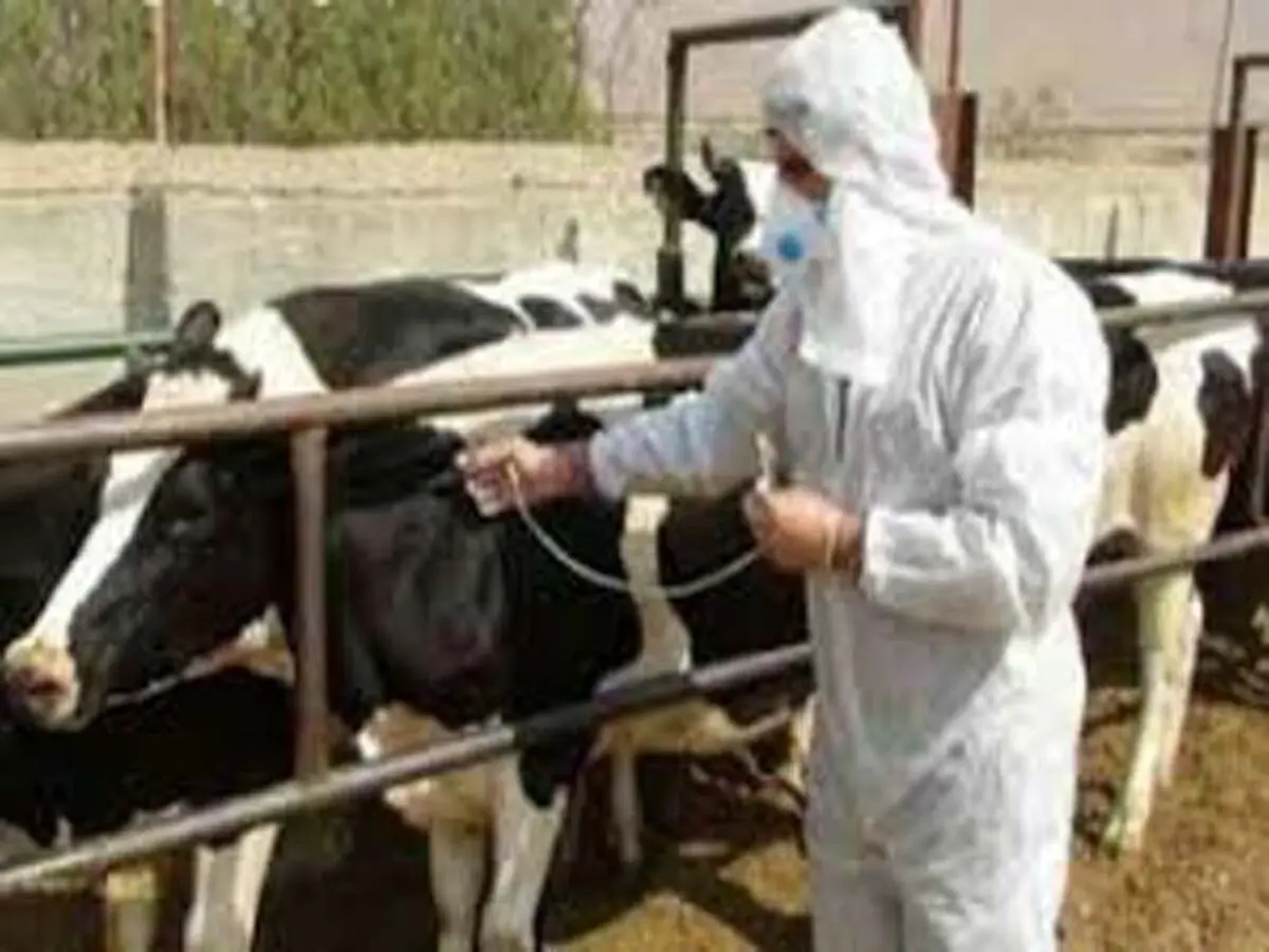  بیش از 3 میلیون دام واکسیناسیون شد
