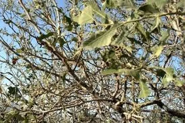  جنگل‌های بلوط چهارمحال و بختیاری در محاصره آفت جوانه خوار