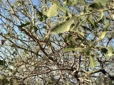  جنگل‌های بلوط چهارمحال و بختیاری در محاصره آفت جوانه خوار