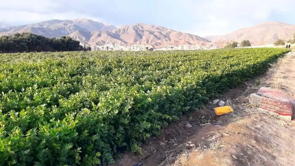 برای اولین بار برداشت کرفس از مزرعه موقوفه در شهرستان طارم آغاز شد