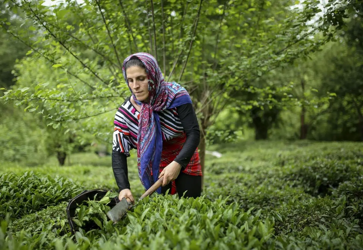 آغاز برداشت برگ سبز چای در 25 هزار هکتار باغات گیلان و مازندران