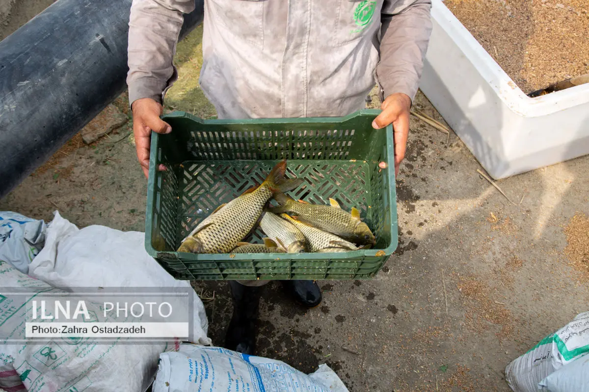 با انواع ماهی‌ها آشنا شوید + اینفوگرافیک