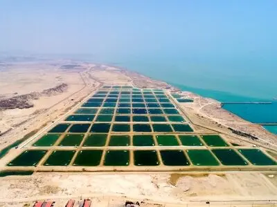 وسعت مزارع میگوی گلستان حدود ۳۰۰ هکتار افزایش یافته است