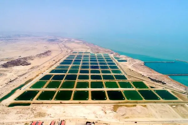 وسعت مزارع میگوی گلستان حدود ۳۰۰ هکتار افزایش یافته است