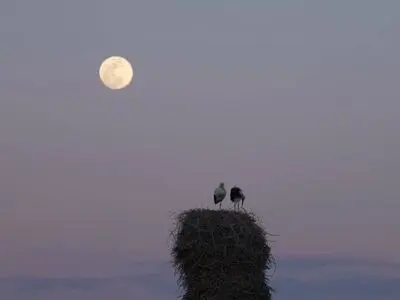 «خانه‌ای برای لک‌لک‌ها» آماده نمایش شد