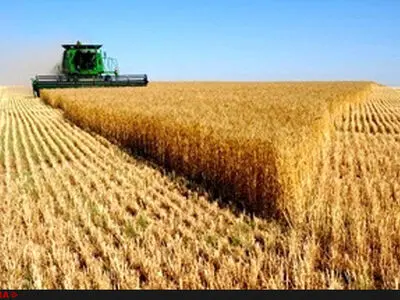 موجودی گندم بی سابقه است/برای ۱۰ ماهه سال جاری ذخیره داریم