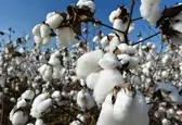 افزایش ۴۰ درصدی تولید پنبه در سال جاری