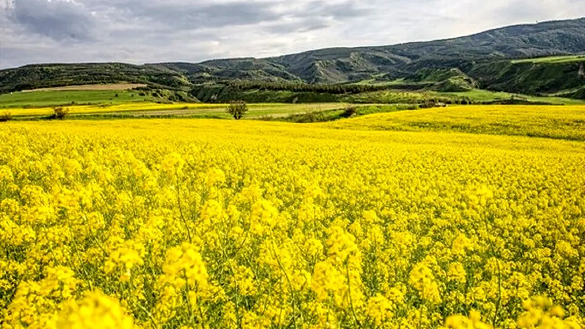 آغاز بکار مراکز خرید کلزا از امروز در گلستان