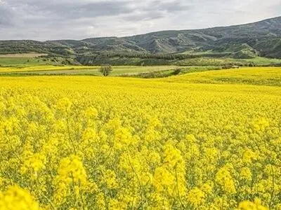 آغاز بکار مراکز خرید کلزا از امروز در گلستان