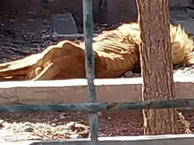 وضعیت سلامت شیر باغ وحش مشهد در حال بررسی است