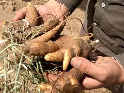 کمای بیابانی؛ گنجی پنهان در دل کویر بافق
