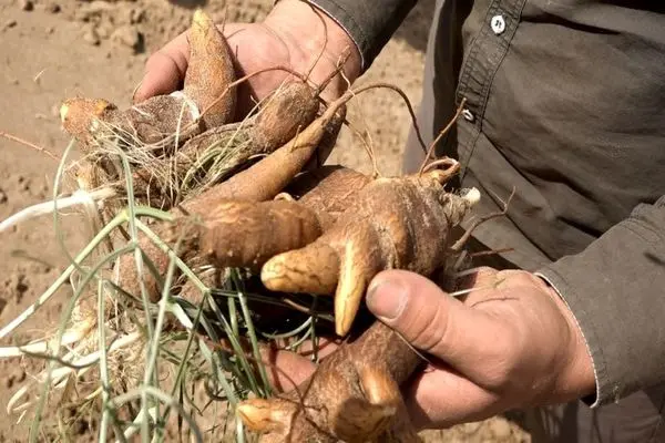 کمای بیابانی؛ گنجی پنهان در دل کویر بافق