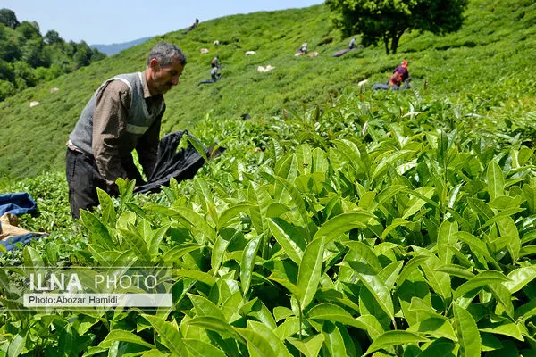 پرداخت ۷۲ درصدی سهم دولت از مطالبات چای کاران