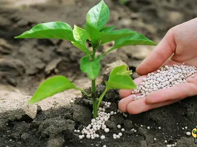 تأمین کود دی آمونیم فسفات برای کشاورزان فارس در فصل پاییز