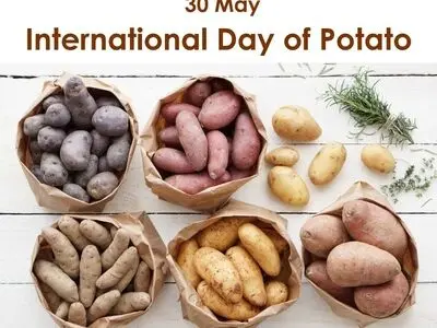 ۳۰ مه روز جهانی سیب‌زمینی است