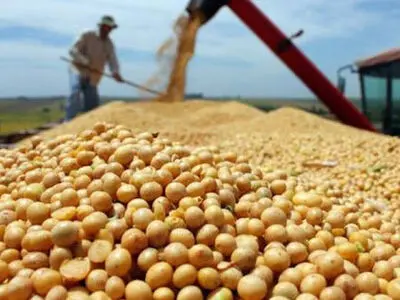  کشت محصول سویا برای ‌کشاورزان گلستانی به صرفه نیست