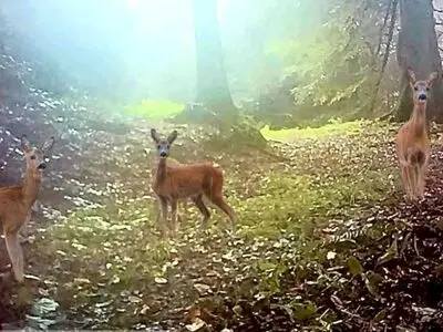 مشاهده همزمان ۳ شوکا در ارتفاعات جنگلی لنگرود
