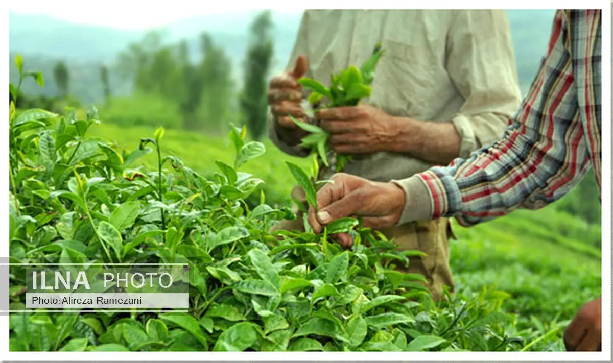 ارزش ریالی برگ سبز خریداری‌شده از چایکاران 64.5 میلیارد تومان است 